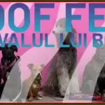 WOOF FEST 2025 Festivalul lui Bobiță Parcul Tineretului București