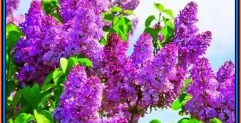 Festivalul Liliacului mai 2025 Țara Almăjului