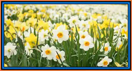 Program concerte Sărbătoarea Narciselor de la Zervești 2025