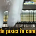 Campionatul Mondial de Frumusete al Pisicilor Romexpo 2025