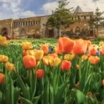 Festivalul Lalelelor Istanbul 2026 Parcul Emirgan