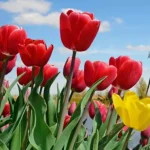 Festivalul Lalelelor 2026 Amsterdam