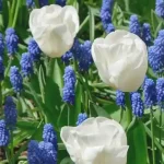 Simfonia Lalelelor 2026 Pitești program și detalii