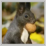 Festivalul Zilele veverițelor Buziaș 2026 program concerte