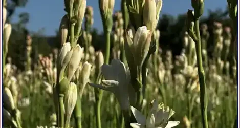 Gala Hoghilag Tărâmul Tuberozelor 2026 dată locație program